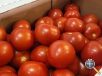 Oderbruch-Tomaten